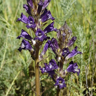 Orobanche amoena